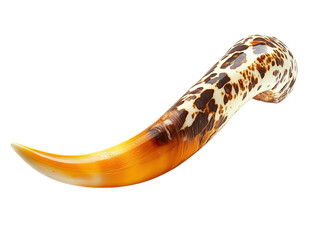 Magnificent Tiger Cowrie Seashell Close-Up Photography: A Detailed View of the Exquisite Shell's Texture and Color