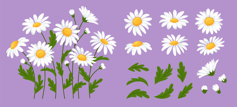 Daisy flowers. Chamomile blossoms, daisies with stems, green leaves, white floral heads and flower buds. Blooming garden flowers botanical cartoon vector illustration set.
