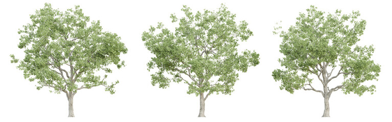 3d quercus robur trees on transparent background, png plant.