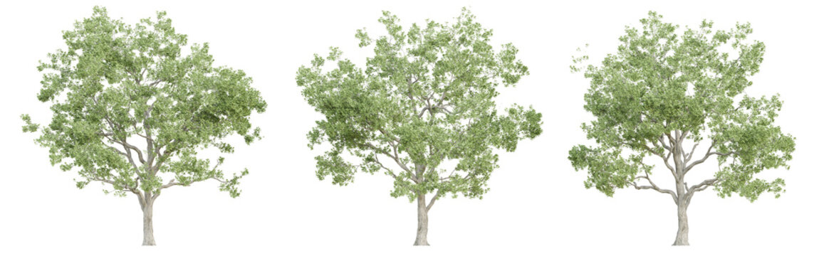3d quercus robur trees on transparent background, png plant.
