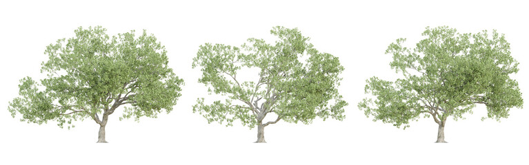 Obraz premium 3d quercus robur trees on transparent background, png plant.
