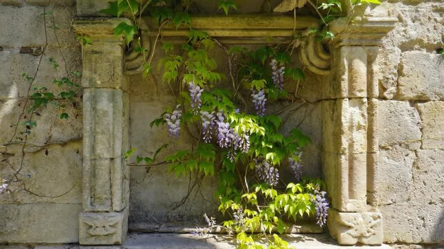 Flowering wisteria vine cascading from an architectural nook of a weathered stone wall, vibrant nature meets rustic architecture