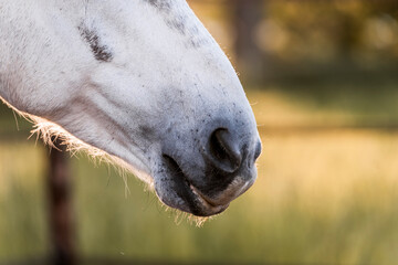 portrait of a white horse nose in pretty sunlight