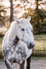 Fototapeta premium portrait of a white horse
