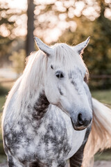 Obraz premium white horse portrait looking grumpy 