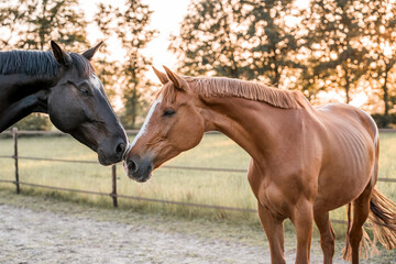 Obraz premium Two horses connection nose to nose