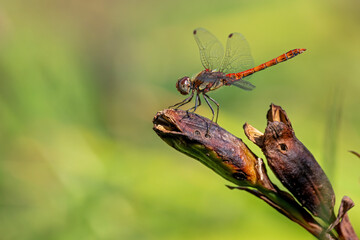 Große Heidelibelle ist gerade auf einer trockenen Lilie gelandet © Frank