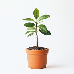 Young Rubber Plant in Terracotta Pot Home Decor Houseplant