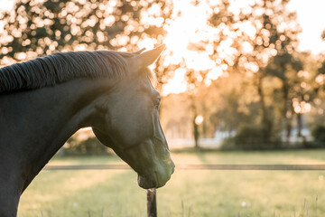 black horse during sunset golden hour pretty