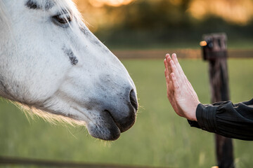 hand and horse human and pony connect and bond 