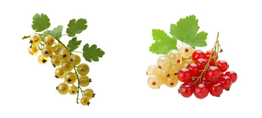 Redcurrant and White Currant, fresh, sweet fruits, isolated, cut out transparent