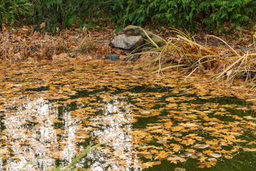 Quiet pond covered with autumn leaves, reflecting surrounding trees and small waterfall built from stones on shore.