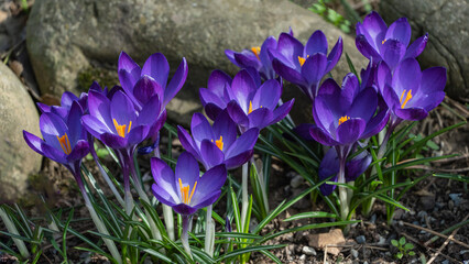 Vibrant cluster of purple crocus flowers blooming in garden, with bright yellow stamens and green foliage, signaling arrival of spring. Close up. Nature concept for design.