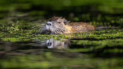 Nutria frisst Wasserlinsen in den Flussauen