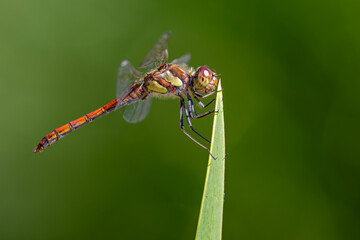 Große Heidelibelle ist gerade an einem Halm gelandet