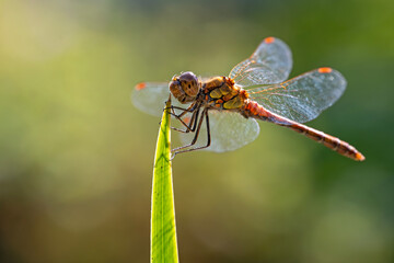 Große Heidelibelle ist gerade an einem Halm gelandet