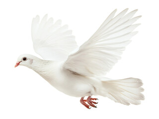 Fototapeta premium Majestic White Dove in Flight: A Symbol of Peace and Serenity