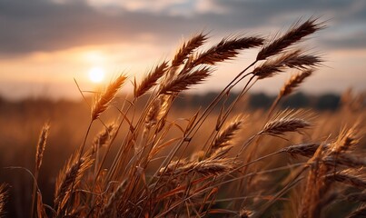 Naklejka premium Golden wheat field at sunset