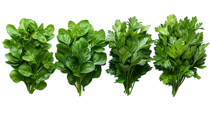 Fototapeta premium Set of parsley herbs in various positions isolated on white background