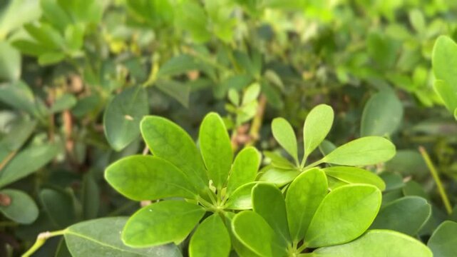 Lush green Dwarf Umbrella tree leaves in close-up showing texture and natural growth
