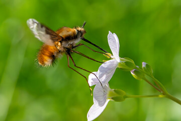 Wollschweber saugt an der Blüte des Wiesenschaumkrauts