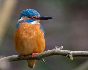 Ganzkörperportrait von einem Eisvogel