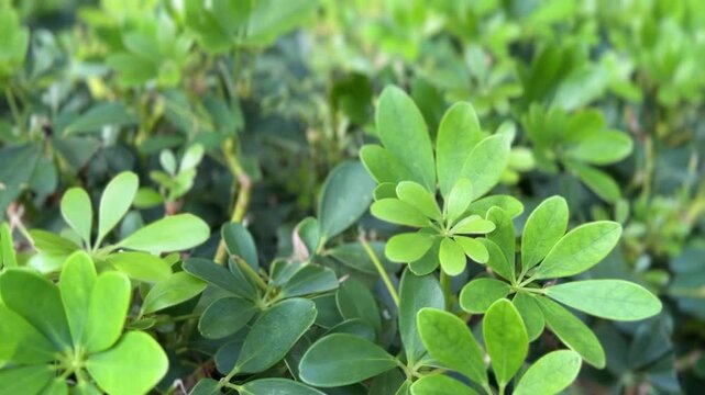 Zoomed-in Heptapleurum arboricola plant with sunlit green oval foliage outdoors
