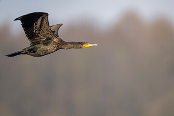 Kormoran im Flug
