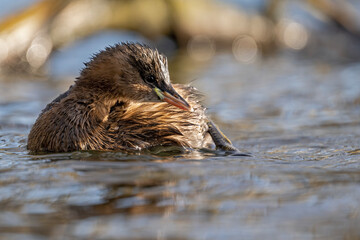 Ein kurzer Blick: Zwergtaucher unterbricht das Gefiederputzen