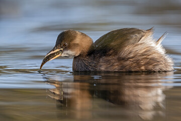 Zwergtaucher mit Fisch im Schnabel auf einem Teich