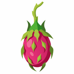 Exotic Dragon Fruit  vector art  illustration