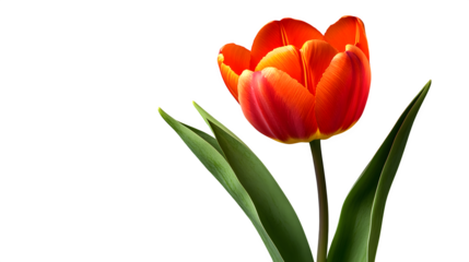 Orange tulip blooming in minimalistic white setting, spring vibe, soft contrast