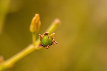 Persea americana pertenece a la familia de lauraceae.