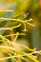 Persea americana pertenece a la familia de lauraceae.