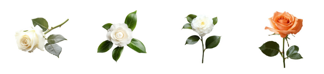 Floral Elegance: Assorted Flowers on Black, cut out transparent