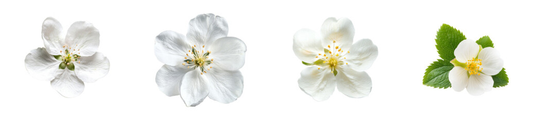Fototapeta premium Isolated row of detailed white flowers against black background, cut out transparent