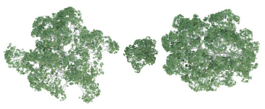 Top view of 3d ficus macrophylla trees on transparent background, png plant illustration.