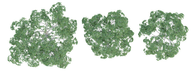 Top view of 3d ficus macrophylla trees on transparent background, png plant illustration.