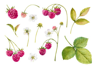 raspberry, branch, flower, ripe berries, green leaves watercolor hand drawn botanical illustration. Set of plant elements isolated on white for garden, farm, rustic, food and beauty design, packaging