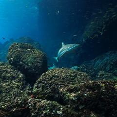 Underwater photo of Blacktip reef shark at coral reef. From a scuba dive in the Andaman sea in Thailand.