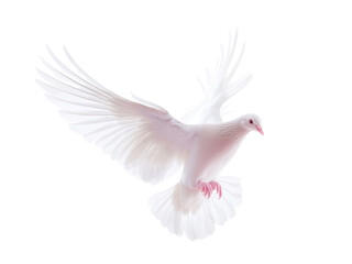 Obraz premium Majestic White Dove in Flight Graceful Wings Soaring High Purity Peace Symbol