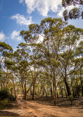 Obraz premium The Great Western Woodlands (this image near Norseman Western Australia), which cover almost 16,000,000 hectares (40,000,000 acres), a region larger in size than England and Wales.
