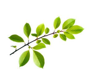 Obraz premium A tree branch with green leaves, lush branch 