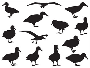 Obraz premium ALBATROSS BIRDS SILHOUETTE
