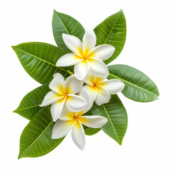 Fototapeta premium Tropical flowers with glossy green leaves, white petals, and yellow centers, perfect for natural decor or spa themes.