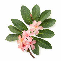 Obraz premium Pink tropical flowers with vibrant green leaves, elegant and serene, suitable for decor or botanical design.