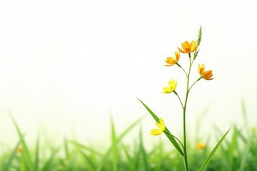Fototapeta premium Single stem of a tall grass plant with yellow and orange flowers on a white background, natural, grassy, botanical