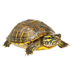 Obraz premium Striped Yellow Bellied Turtle Close Up Photography Wild Animal Reptile Shell Wildlife Nature
