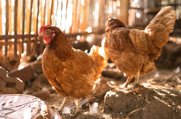 organic chicken industry, countryside, farms, food, eco farming.

