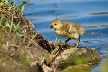 gosling of greylag goose came ashore from the water